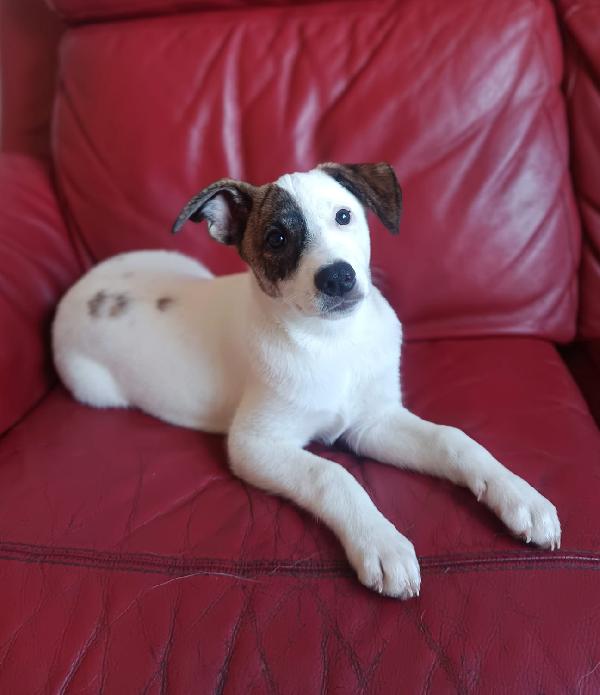 Jonas Cucciolino 4 Mesi Taglia Piccola